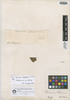 Plumeria hilariana Müll. Arg., A. F. C. P. de Saint-Hilaire s.n., Isotype, F