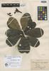 Plumeria puberula Müll. Arg., A. F. C. P. de Saint-Hilaire s.n., Isotype, F