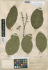 Bunchosia costaricensis image