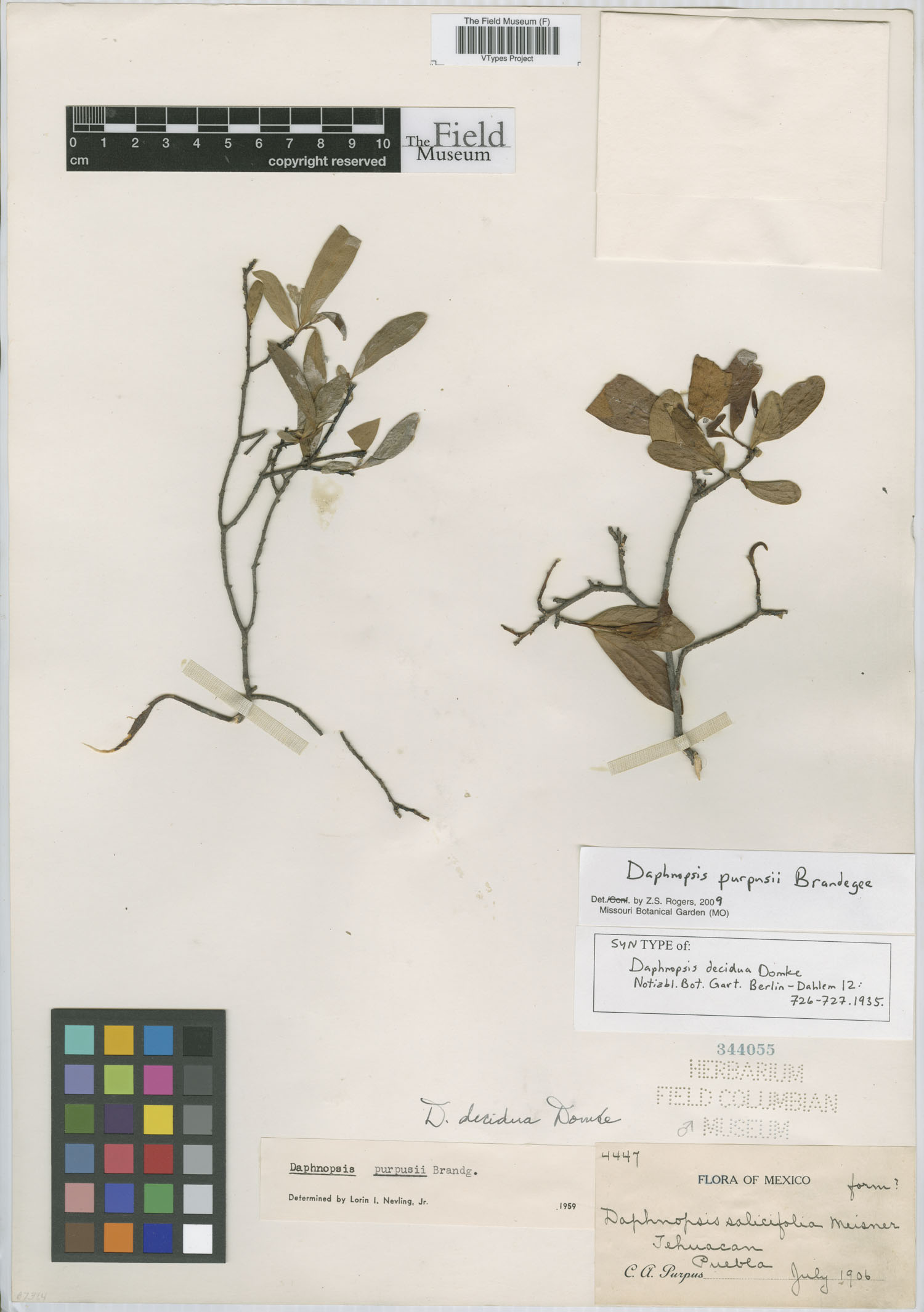 Daphnopsis purpusii image