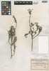Struthiola leptantha Bolus, SOUTH AFRICA, F. R. R. Schlechter 8448, Isosyntype, F