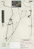 Gomphrena elegans var. orientalis Pedersen, URUGUAY, T. M. Pedersen 16184, Isotype, F