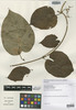 Oxypetalum pedicellatum var. itatiaiense Occhioni, Brazil, P. Occhioni 1227, Isotype, F