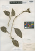 Beloperone nuda Rusby, Bolivia, M. Bang 1511, Isotype, F