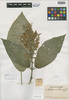 Beloperone sanmartensis Rusby, COLOMBIA, Herb. H. Smith 96, Isotype, F