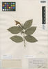 Dipteracanthus subringens Nees, BRAZIL, J. S. Blanchet 214, Isosyntype, F