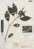 Jacobinia amphibola Leonard, Colombia, J. Cuatrecasas 23467, Isotype, F
