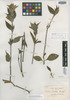 Ruellia lechleri Britton ex Rusby, Bolivia, H. H. Rusby 1165, Isotype, F