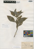 Ruellia lechleri var. grandifolia Britton ex Rusby, Bolivia, H. H. Rusby 1116, Isotype, F
