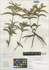 Ruellia magniflora C. Ezcurra, Paraguay, V. Elisa 6522, Isotype, F
