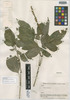 Stenostephanus krukoffii Wassh., Bolivia, B. A. Krukoff 10400, Isotype, F