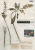 Neriacanthus grandiflorus Leonard, Colombia, J. Cuatrecasas 15625, Isotype, F
