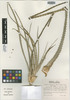 Hechtia carlsoniae image