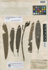 Plumeria floribunda var. acutifolia Müll. Arg., A. F. C. P. de Saint-Hilaire 42, Isotype, F