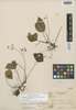 Begonia militaris image