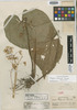 Begonia popenoei Standl., HONDURAS, P. C. Standley 52933, Holotype, F