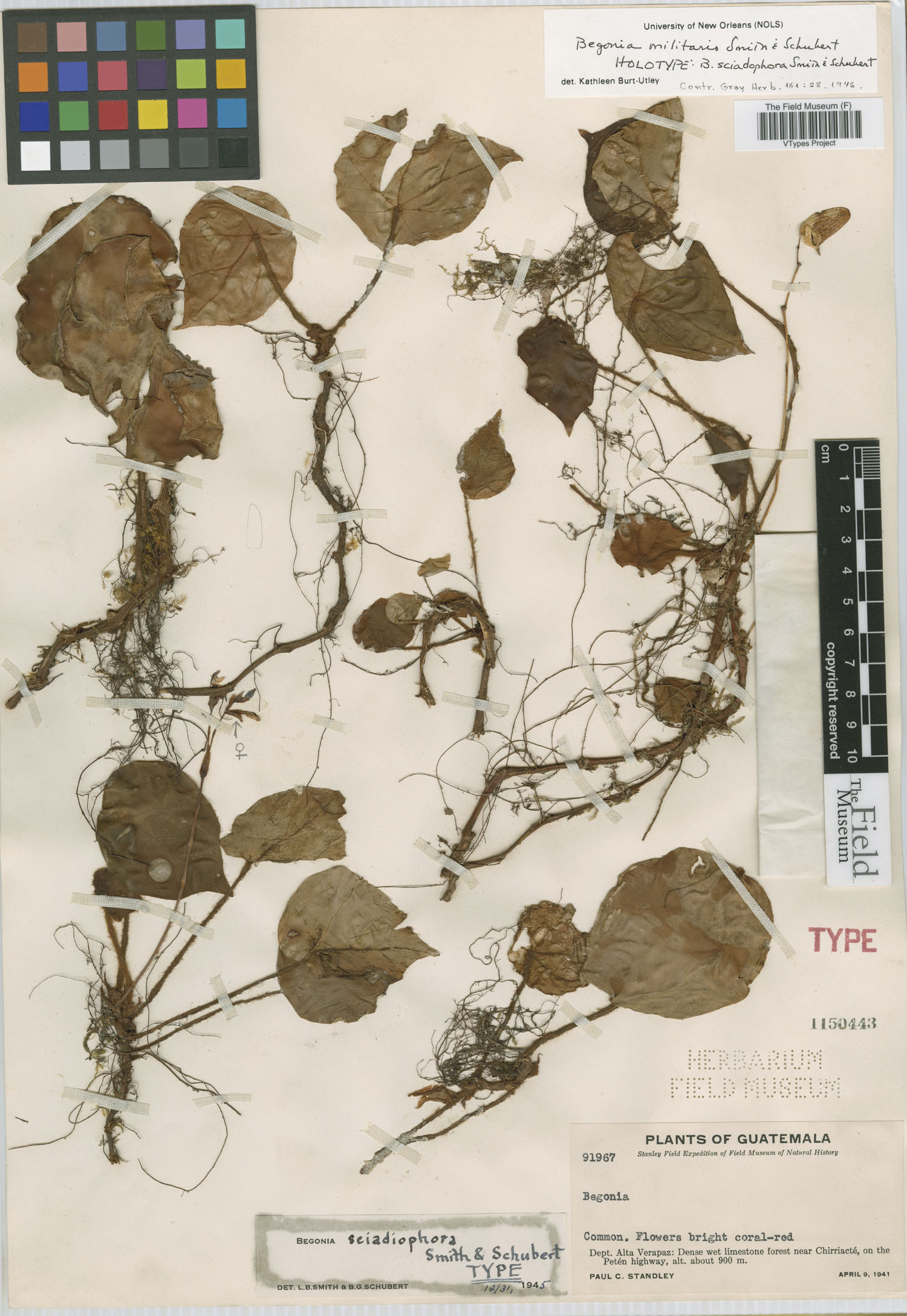 Begonia sciadiophora image