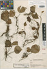 Begonia sciadiophora L. B. Sm. & B. G. Schub., GUATEMALA, P. C. Standley 91967, Holotype, F