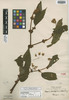 Begonia bangii Kuntze, BOLIVIA, M. Bang 406, Isotype, F