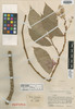 Begonia cuatrecasana L. B. Sm. & B. G. Schub., COLOMBIA, J. Cuatrecasas 15553, Isotype, F