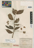 Begonia xylopoda L. B. Sm. & B. G. Schub., COLOMBIA, J. Cuatrecasas 11400, Isotype, F