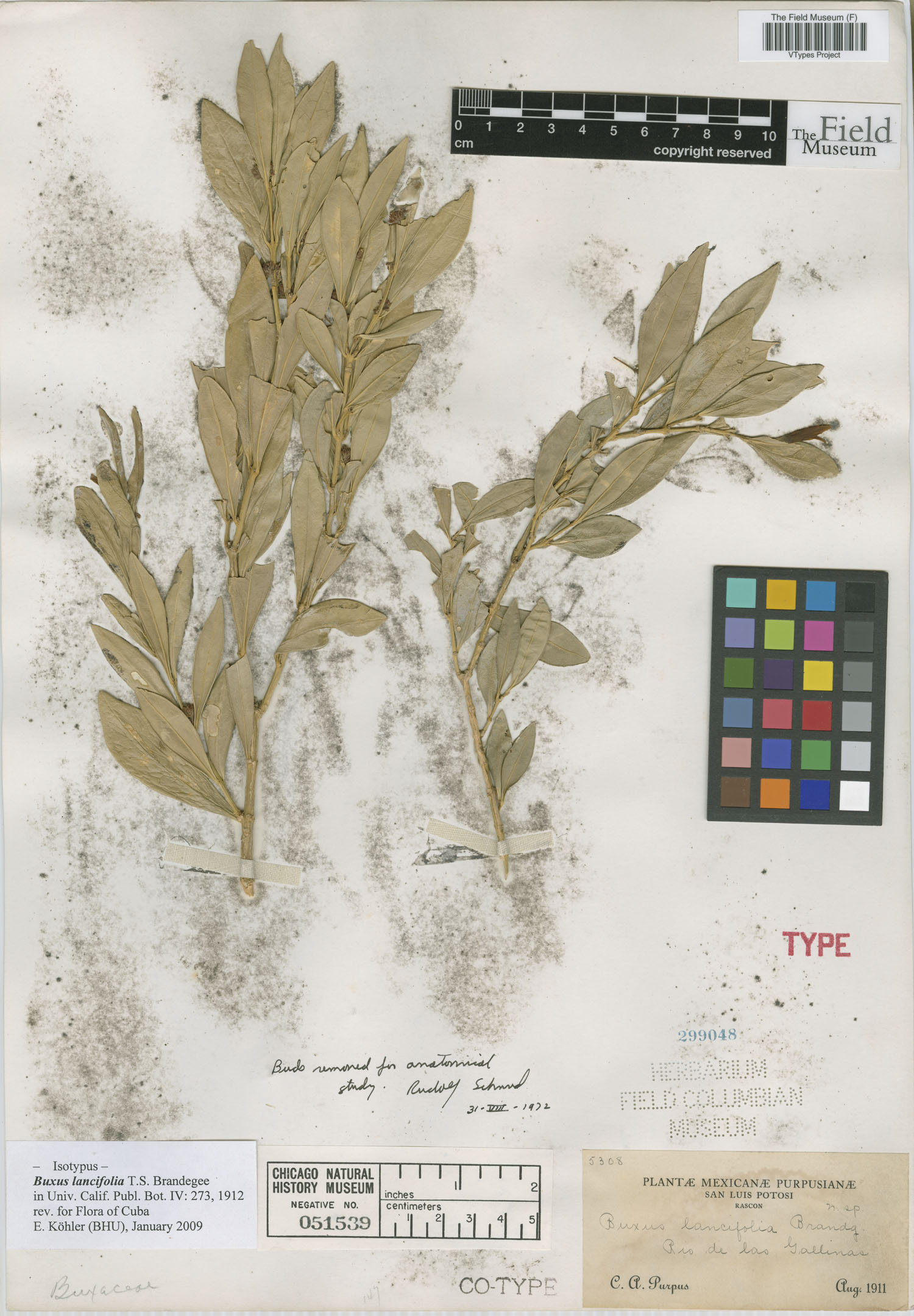 Buxus lancifolia image