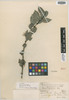Buxus olivacea Urb., CUBA, E. L. Ekman 4992, Isotype, F