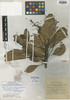 Persea harrisii Mez, JAMAICA, W. Harris 5734, Isolectotype, F