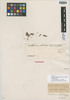 Castelnavia fluitans Tul. & Wedd., H. A. Weddell s.n., Isotype, F
