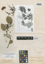 Hydrangea goudotii Briq., COLOMBIA, J. Goudot s.n., Isolectotype, F