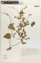 Aristolochia cf. mutabilis Pfeifer, Mexico, E. J. Lott 1883, F