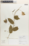 Passiflora serratifolia L., Guatemala, J. Morales 127, F