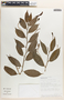 Burmeistera crispiloba Zahlbr., Ecuador, J. L. Clark 499, F