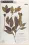 Burmeistera tenuiflora image