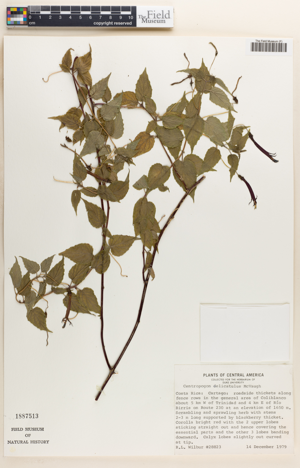 Centropogon delicatulus image