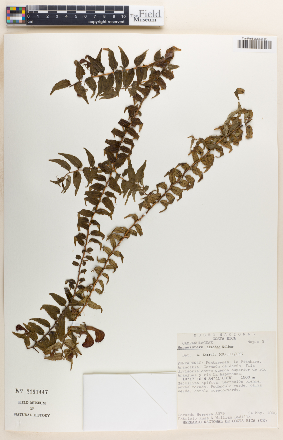 Burmeistera obtusifolia image