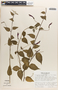 Centropogon palmanus image