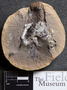 PP 58155 [HS, M] Cormophyton mazonensis, Moscovian / Desmoinesian, Francis Creek Shale Member, Mazon Creek