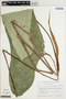 Anthurium ochranthum image