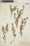 Croton ovalifolius Vahl, British Virgin Islands, W. C. Fishlock 125, F