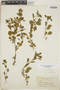 Croton ovalifolius Vahl, British Virgin Islands, W. C. Fishlock 125, F
