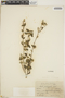 Croton pachysepalus image