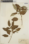 Croton vaillantii image