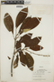 Croton poecilanthus image