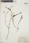 Croton cerinus image