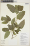 Croton corylifolius Lam., Dominican Republic, F. Jiménez 1799, F