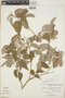 Croton eluteria image
