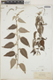 Croton eluteria image