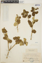 Croton discolor Willd., Dominican Republic, H. von Türckheim 2772, F