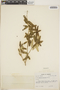 Croton discolor Willd., Jamaica, T. G. Yuncker 17233, F